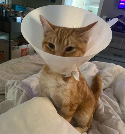 when to spay cats 7