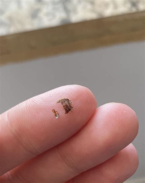 Do you think this is from a crashed bed bug? : r/Bedbugs