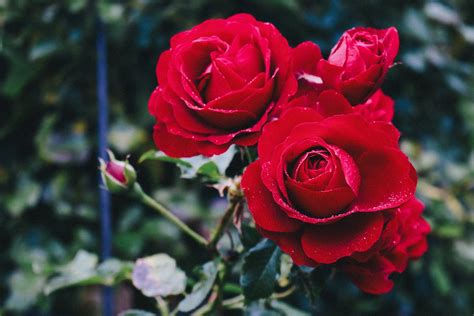 Winston Salem Rose Society | Grow Roses Today - Join Now