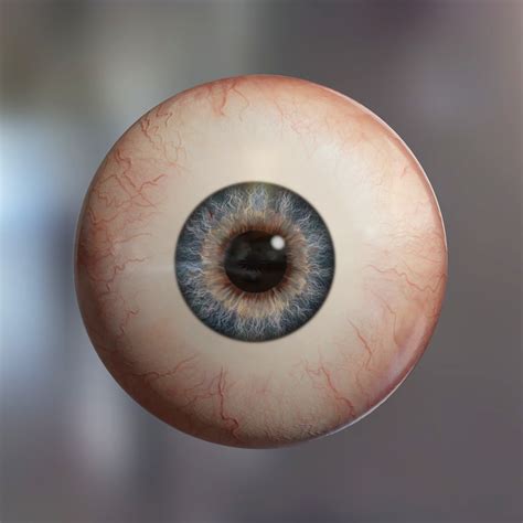 human eyeball eyes 3d c4d