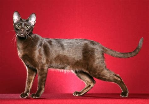cat breed standards tica  international cat association
