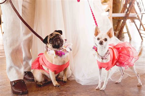 Pug and chihuahua | Chihuahua, Pugs, Fair grounds