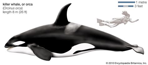 Killer whale | Definition & Facts | Britannica