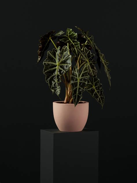 Home — Paul Cox Industries