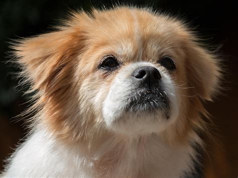 tibetan spaniel puppy  photo  pixabay
