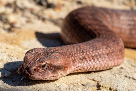 common death adder  stock  pictures royalty  images