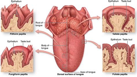 Transient lingual papillitis or lie bumps causes and lie bumps treatment