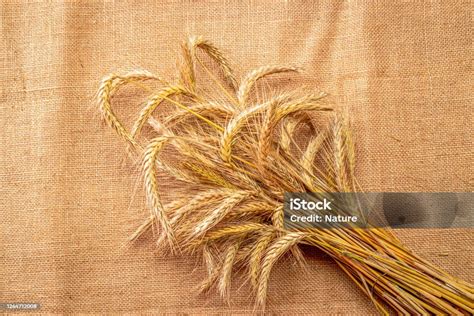 gandum gandum utuh gandum panen kecambah gandum telinga gandum