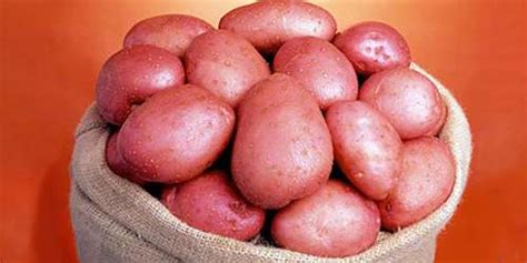 potato  sufficient projects