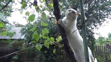 котэ - YouTube