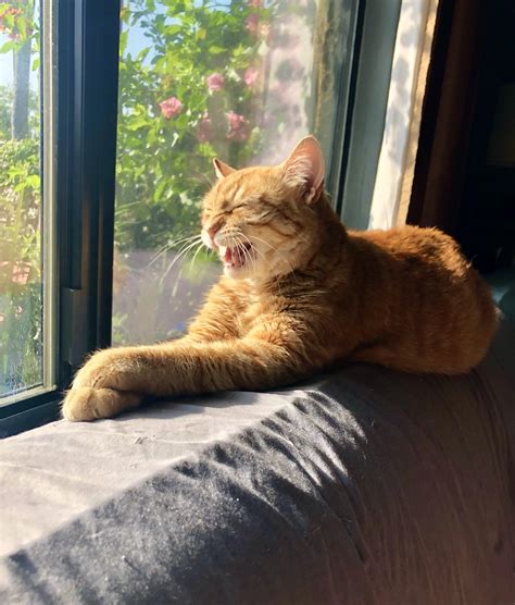 Dreaming of sitting in the garden flowerbeds : r/HotPussy_SFW