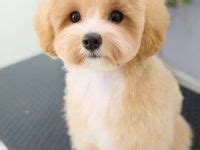 7 Maltipoo Teddy Bear ideas | dog haircuts, maltipoo puppy, puppy haircut