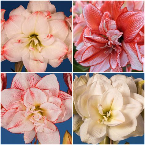 Amadeus Amaryllis Collection - Bulb & Blossom