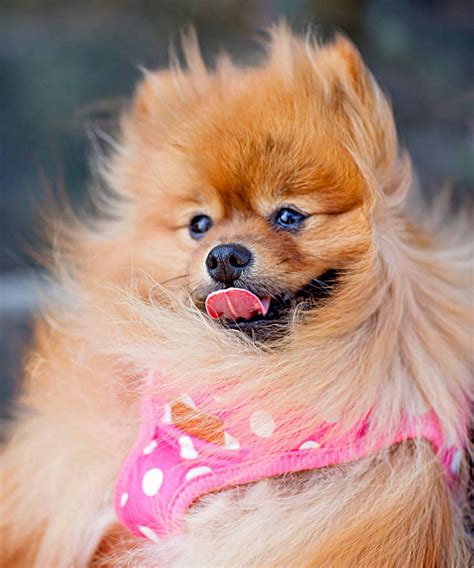 Cute Little Puppy Photos, Download The BEST Free Cute Little Puppy