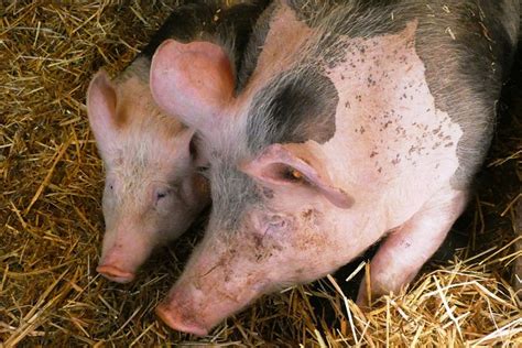 Pigs Petting Zoo Mammals - Free photo on Pixabay