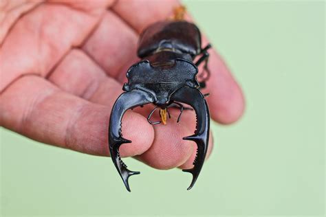 Why are Insects Larger in Warm Climates? - Pointe Pest Control: Chicago