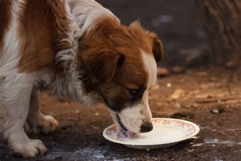 Can Dogs Drink Milk Safely? What Are the Dangers? - A-Z Animals