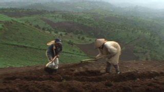 filericeterracetheoraogv wikimedia commons