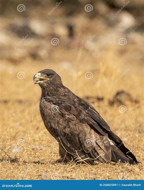 Steppe Eagle or Aquila Nipalensis with Wingspan in Golden Hour Light