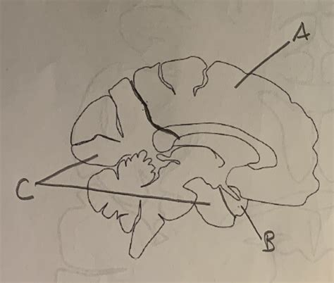 cerebral arteries 2 Diagram | Quizlet