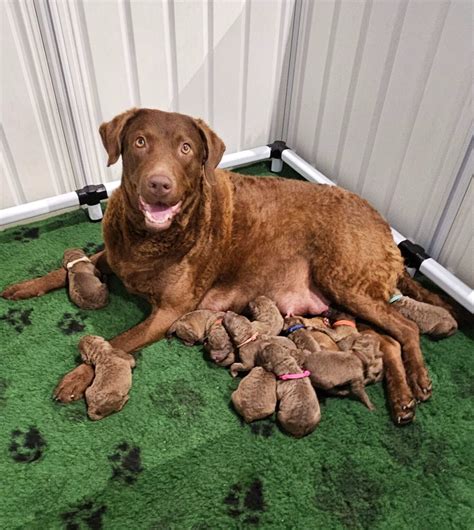 Chesapeake Bay Retriever Puppies For Sale