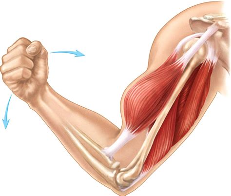 bicep diagram quizlet