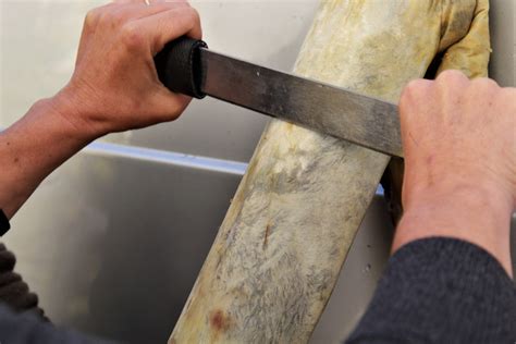 California Survival School - Ancestral Hide Tanning Workshop