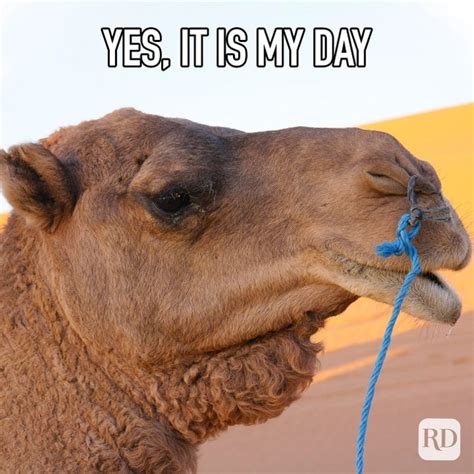 25 Hump Day Memes That Make Wednesdays Bearable | Reader's Digest