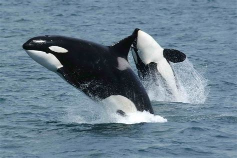 filekillerwhales jumpingjpg wikimedia commons