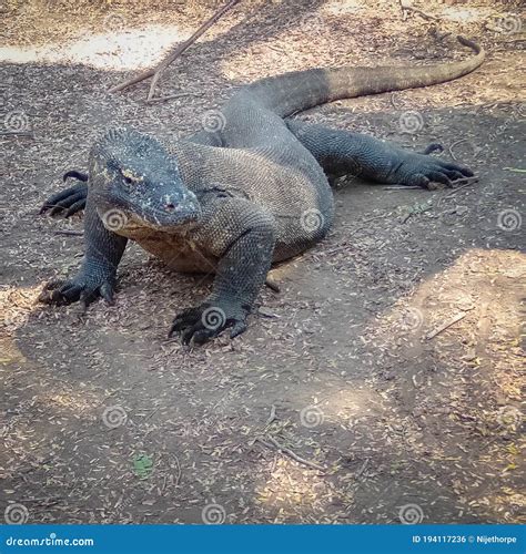 Young Komodo Dragon On A Tree Royalty-Free Stock Image | CartoonDealer ...