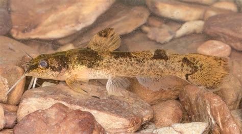 nature venomous madtom catfish  lesser  species  ohio