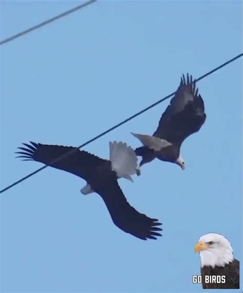 танцы Орлов🦅🦅 - YouTube