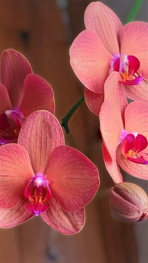 Beautiful Orchids | Orchids, Orchid care, Beautiful orchids