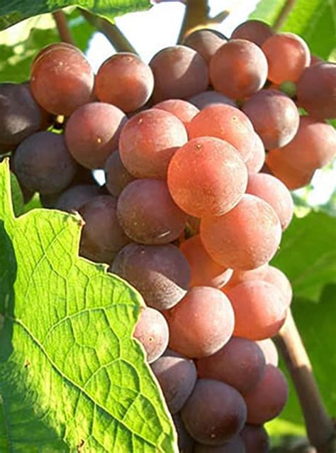 Meer weten over de Pinot Grigio druif?