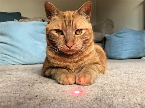 Cat Laser Toys - Pros, Cons, and Secrets to Safe Play - TheCatSite