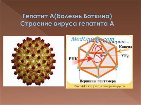 Особенности вирусного гепатита (A, B, C, D, E, F, G) - презентация онлайн