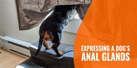 how to express anal glands on a dog