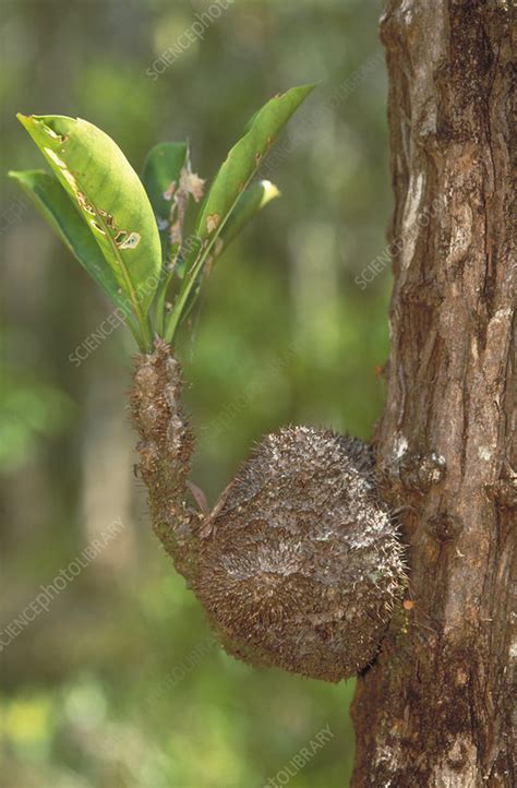 Ant Plant - Stock Image - C013/7933 - Science Photo Library