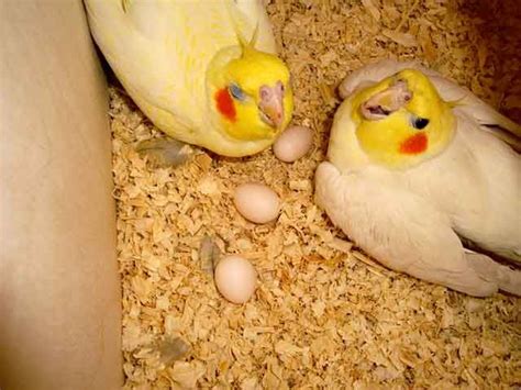 lutino cockatiel breeding process cockatiel breeding cockatiels