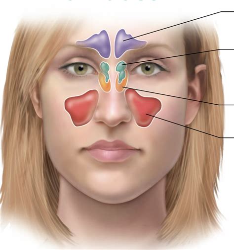 Sinuses Diagram | Quizlet