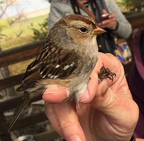 Barr Lake, Oct 5, 2019 – with Chuck Aid - Front Range Birding Company