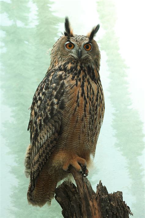 'HOO-Dini' owl on the loose after vandalism at Central Park zoo