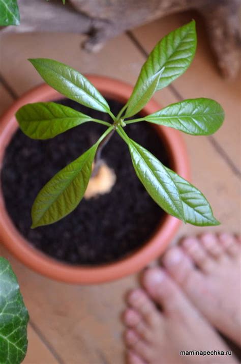 Как посадить авокадо дома