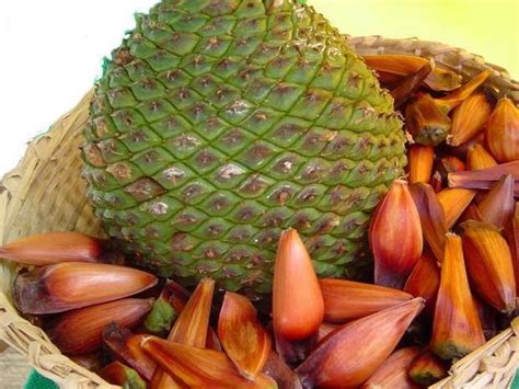 Pinhao É Fruta - pinhao | Exotic fruit, Brazilian fruit, Spiced fruit