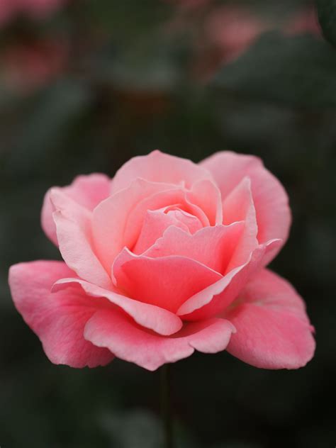Rose, Queen Elizabeth, バラ, クイーン エリザベス