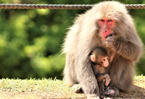 arashiyama sagano bamboo grove snow monkey resorts