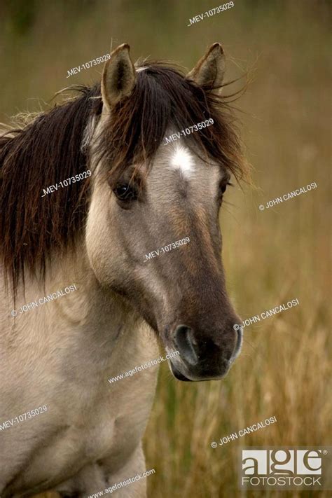 Konik Pony, Stock Photo, Picture And Rights Managed Image. Pic. MEV ...