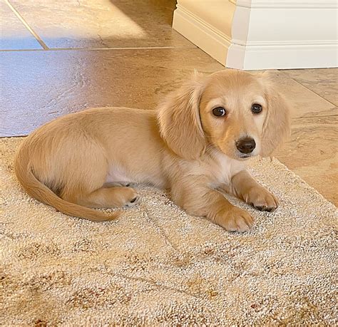 english cream miniature dachshund puppies creme   crop