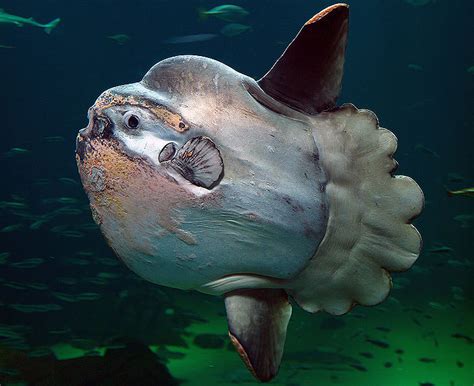 ocean sunfish facts habitat diet life cycle pictures