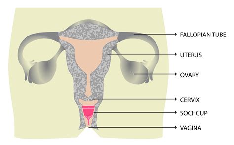 Female Reproductive System Outer Diagram Female Reproductive